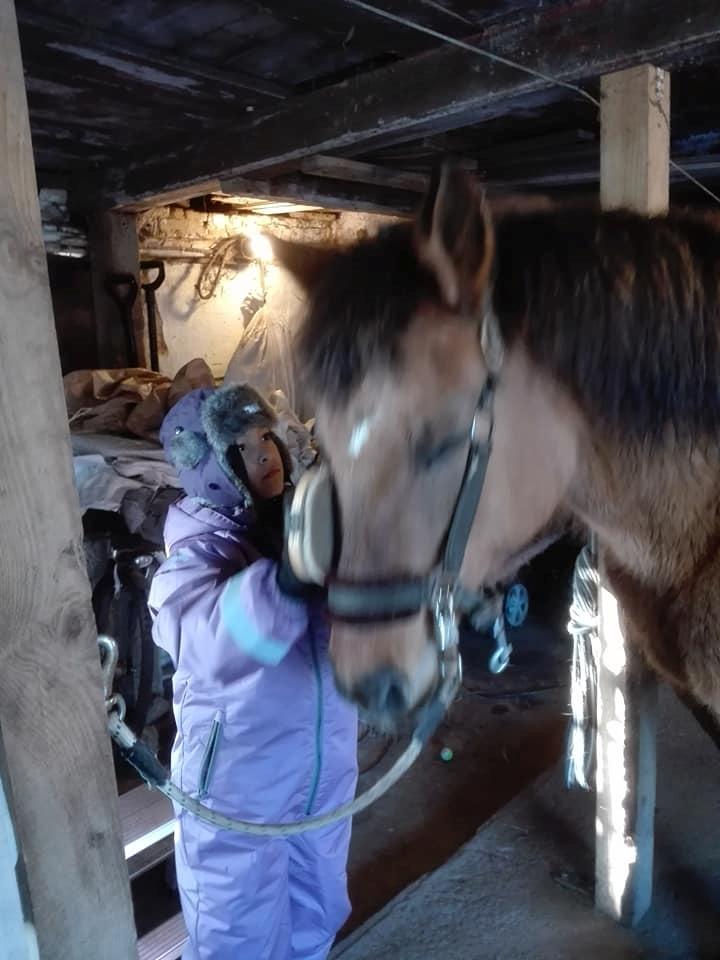 Anden særlig race Ginger billede 21