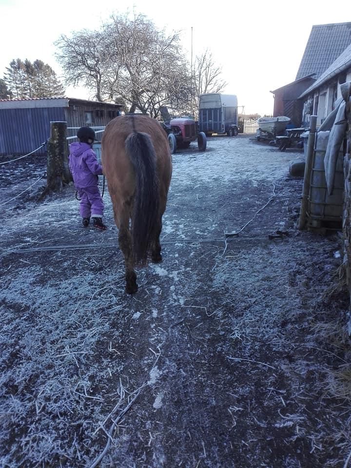 Anden særlig race Ginger billede 22
