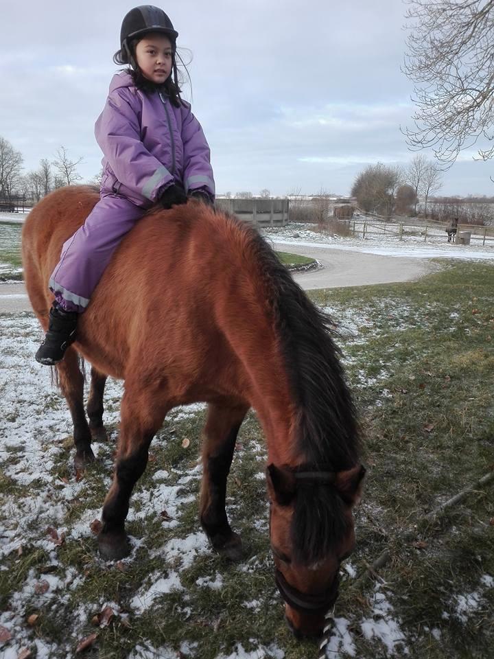 Anden særlig race Ginger billede 26