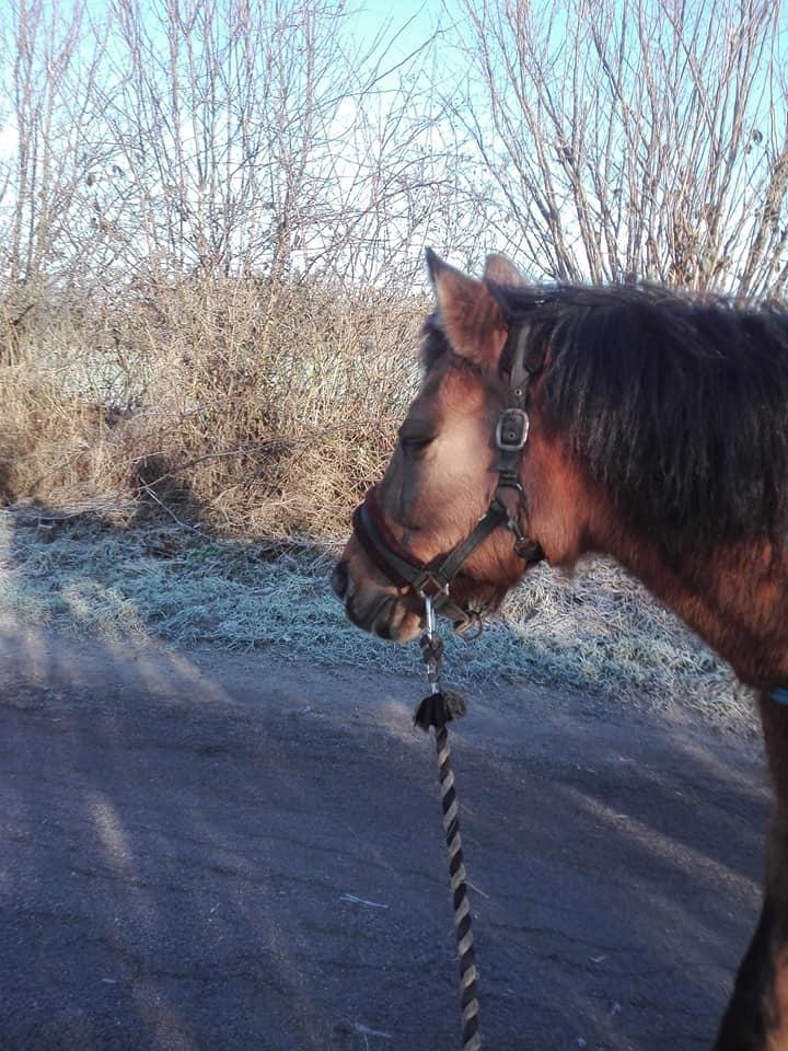 Anden særlig race Ginger billede 32