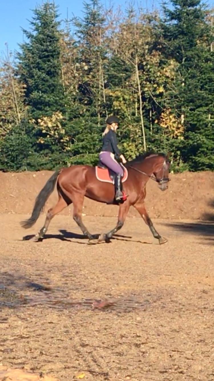 Dansk Varmblod Appetizer HIMMELHEST  billede 4