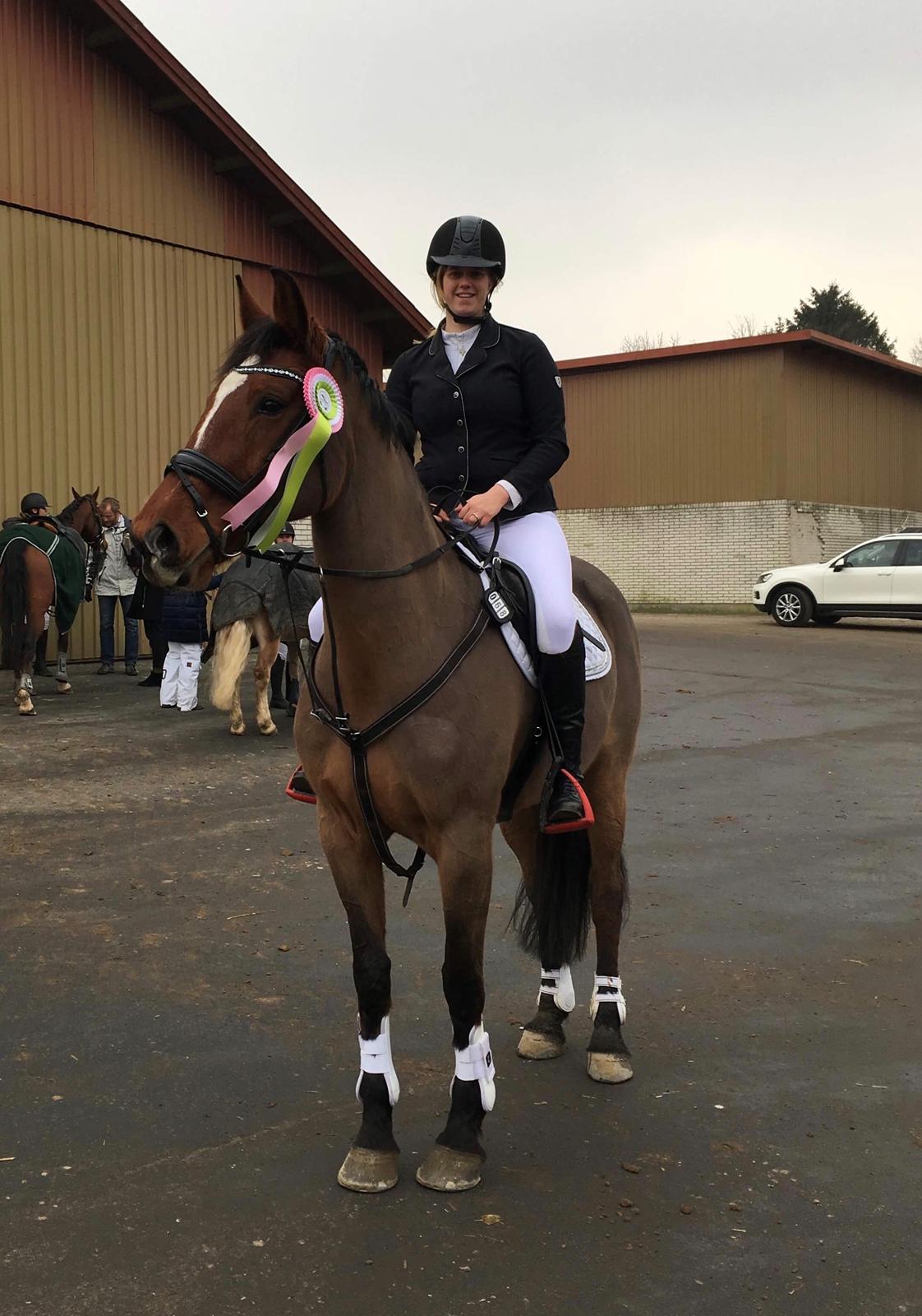 Dansk Varmblod Appetizer HIMMELHEST  billede 5