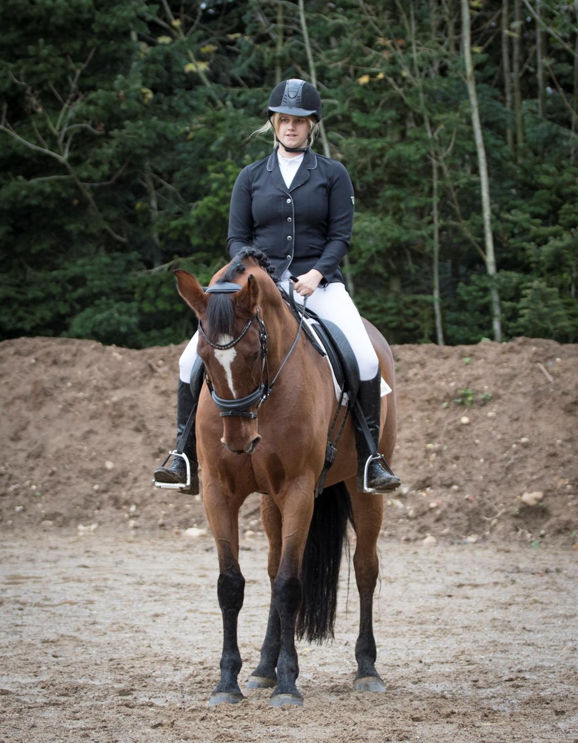 Dansk Varmblod Appetizer HIMMELHEST  billede 7