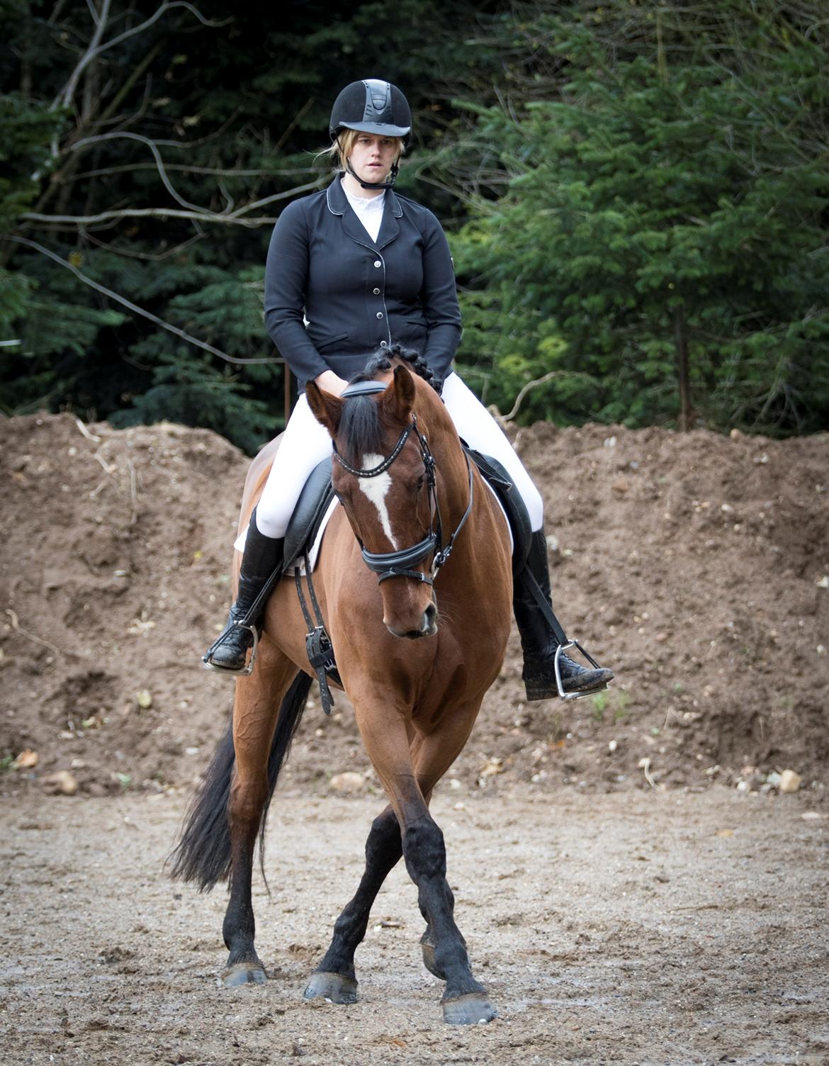 Dansk Varmblod Appetizer HIMMELHEST  billede 8