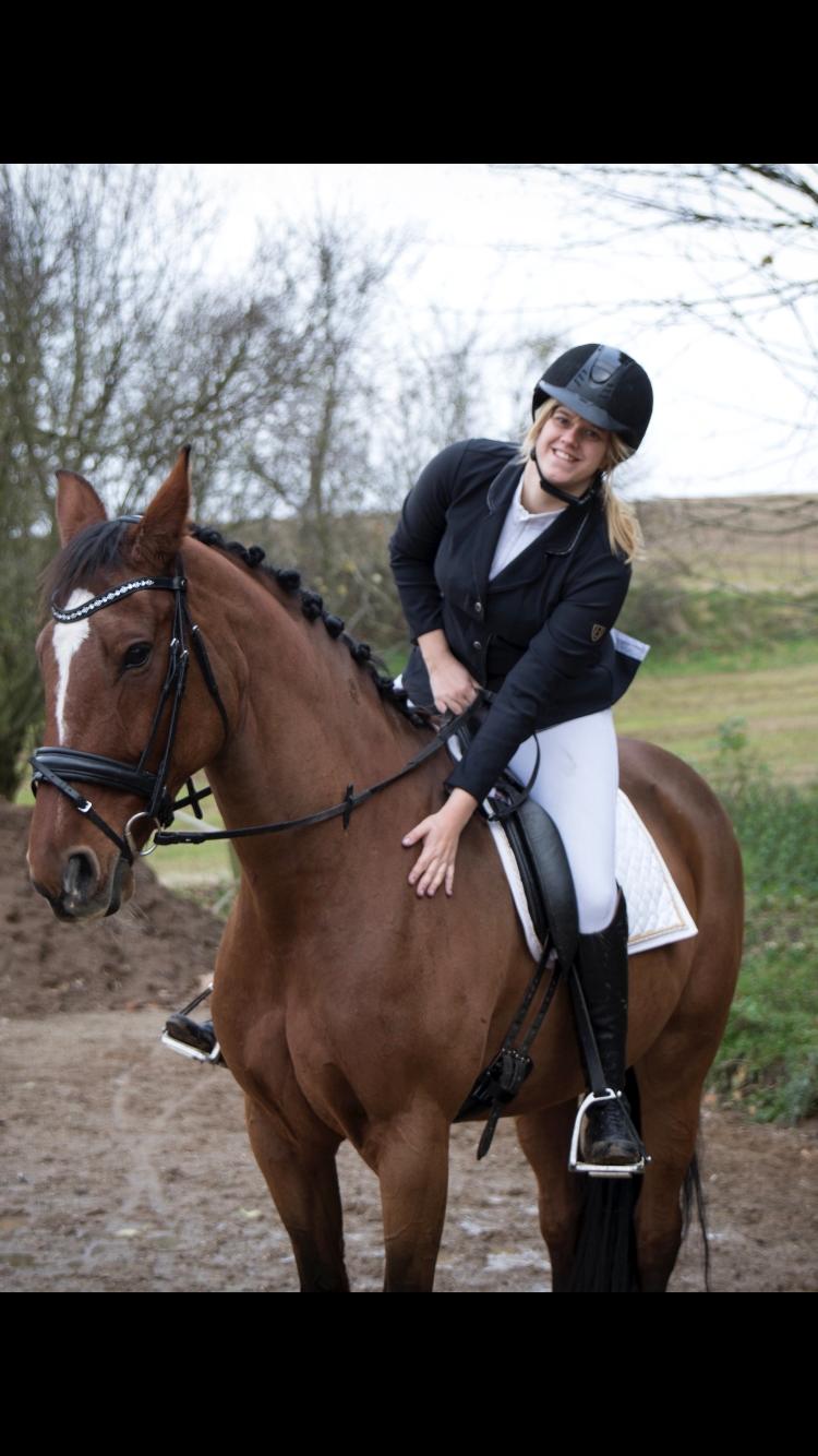 Dansk Varmblod Appetizer HIMMELHEST  billede 6