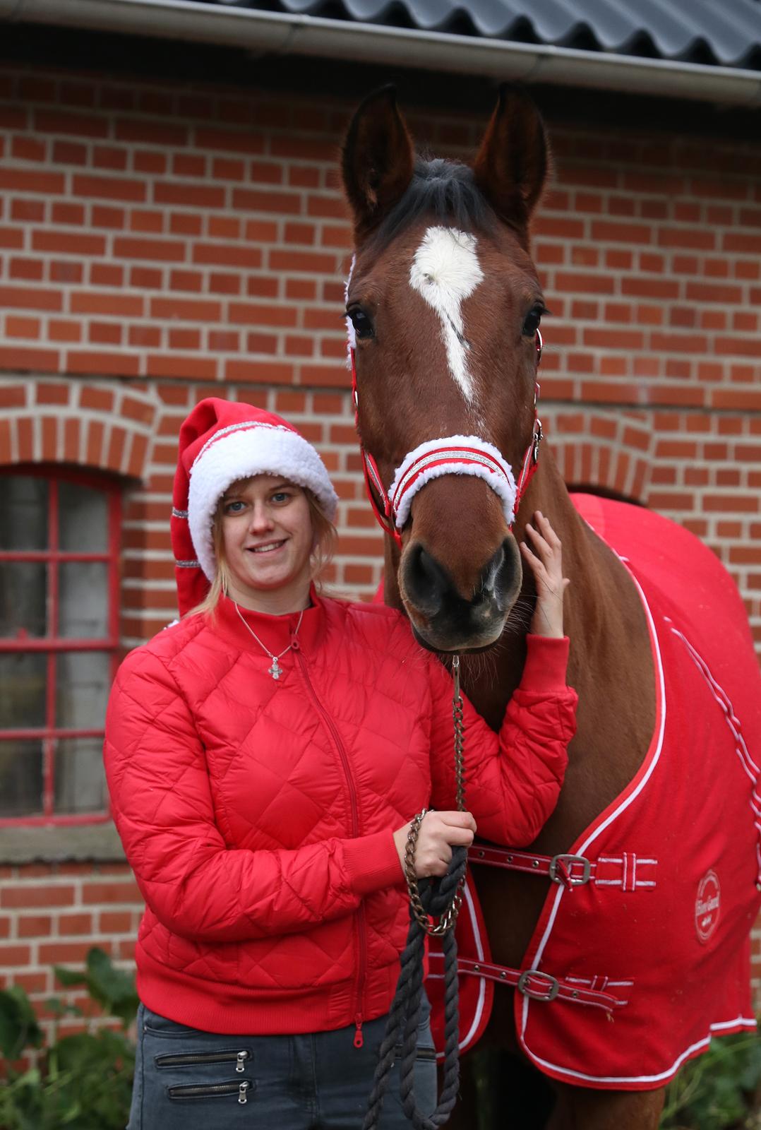 Dansk Varmblod Appetizer HIMMELHEST  billede 9