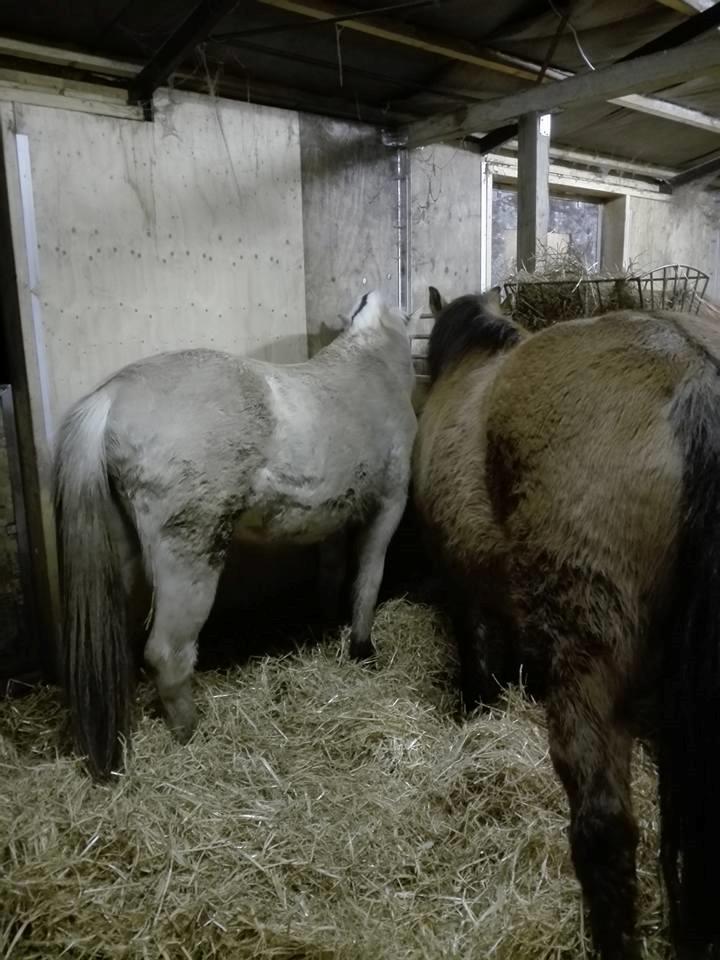 Anden særlig race Ginger - Trille og Ginger bedste venner <3 <3  billede 34