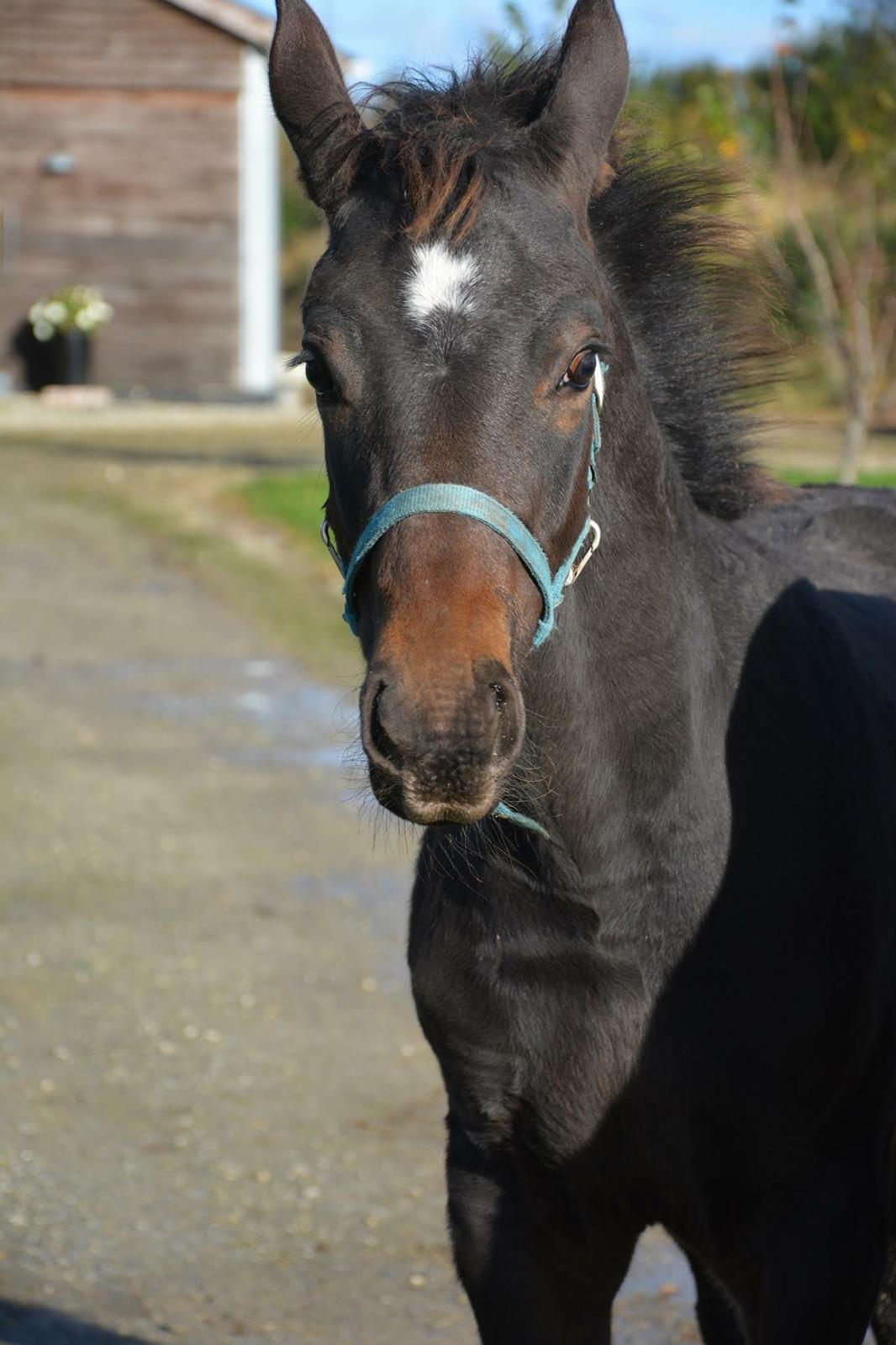 Oldenborg Kirsebærgårdens le azeidon billede 5