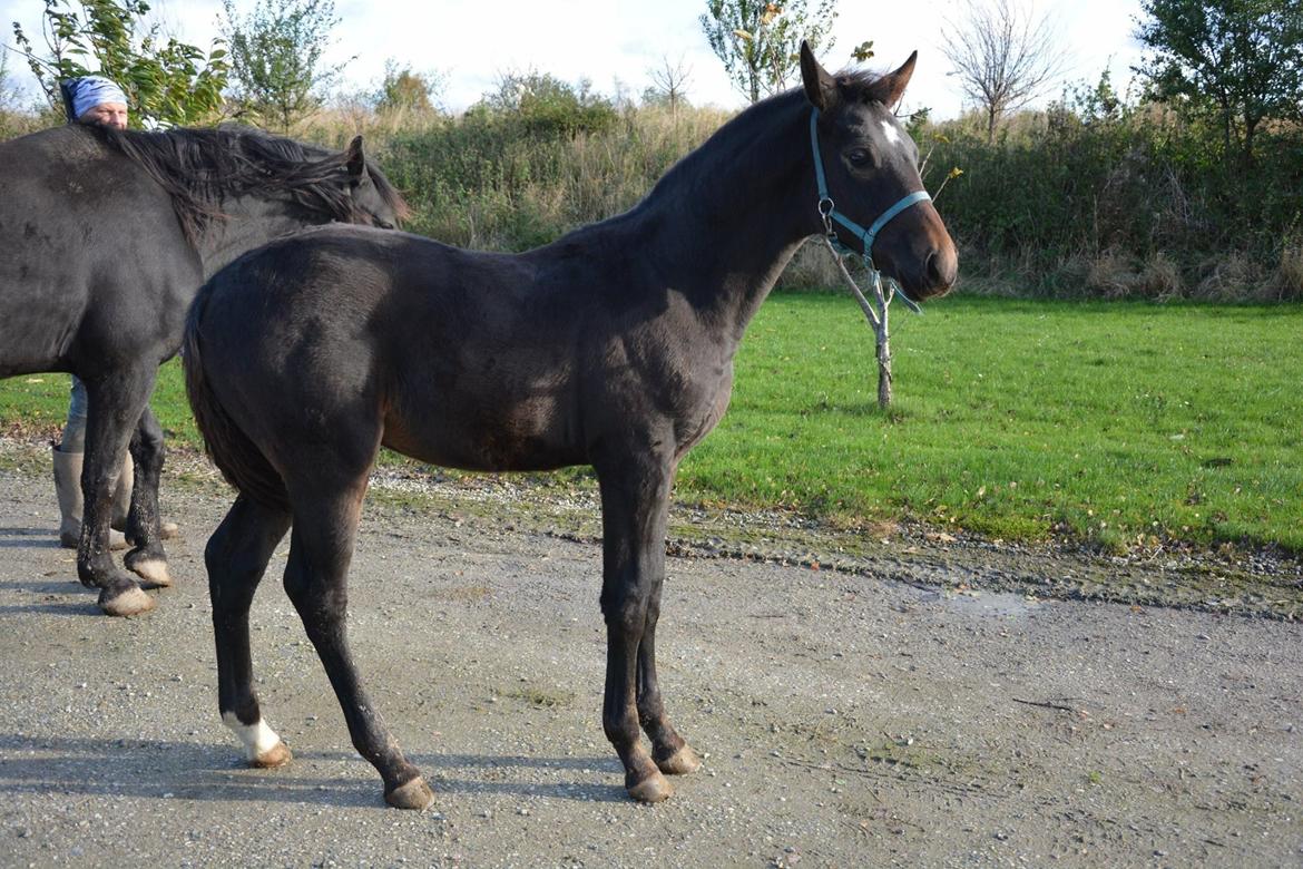 Oldenborg Kirsebærgårdens le azeidon billede 4