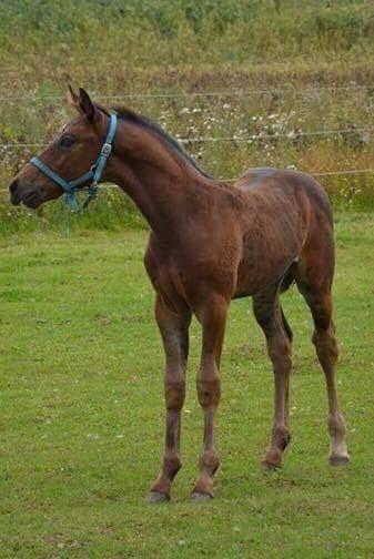 Oldenborg Kirsebærgårdens le azeidon billede 3