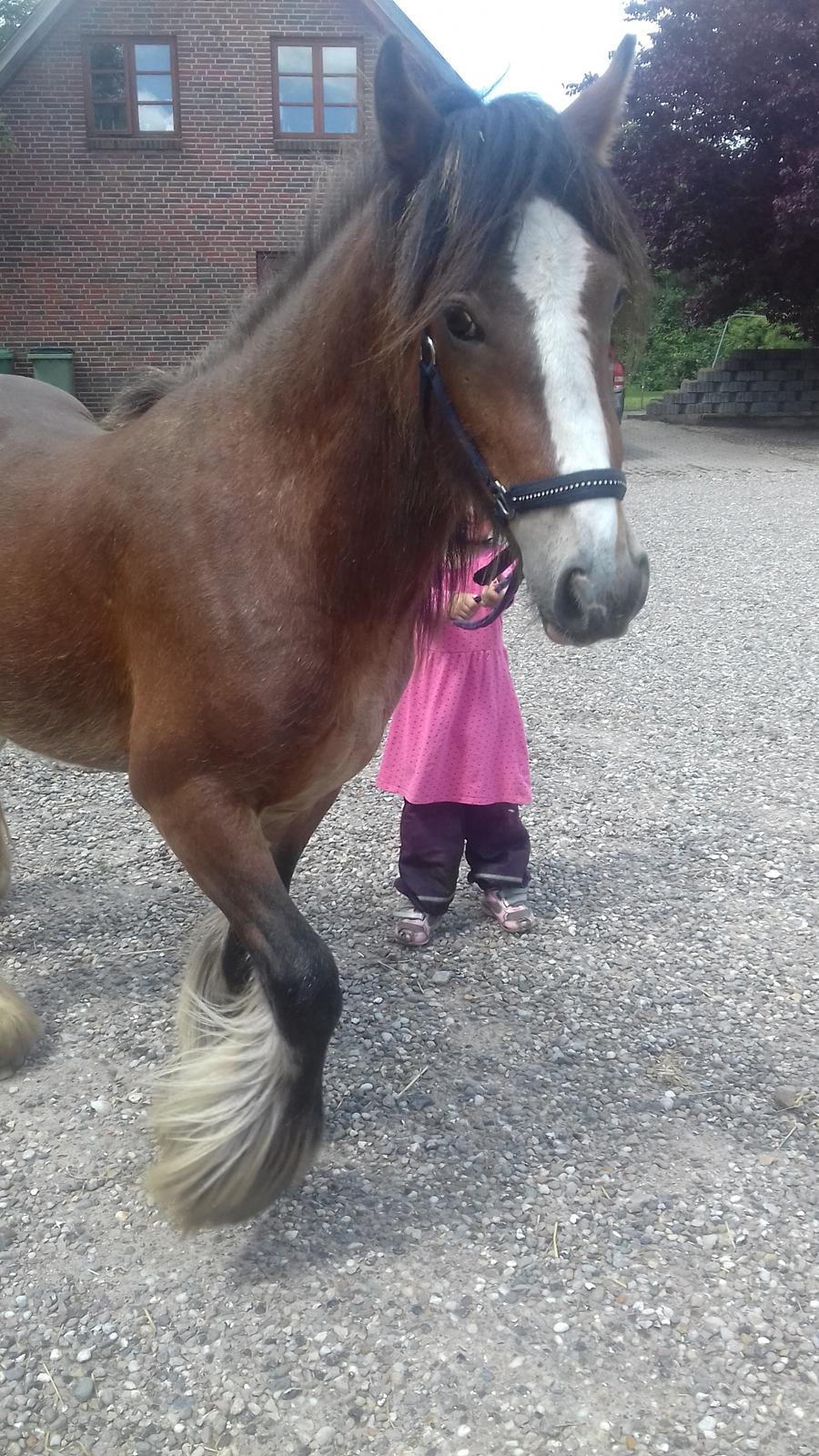 Irish Cob *Solgt* Lærkegaardens Ronan O'Riagain billede 1