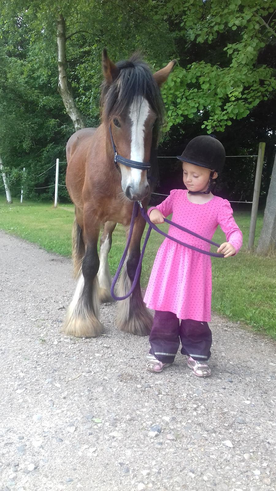 Irish Cob *Solgt* Lærkegaardens Ronan O'Riagain billede 2
