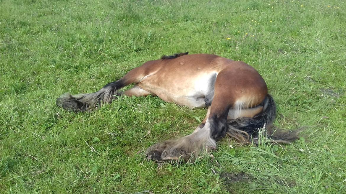 Irish Cob *Solgt* Lærkegaardens Ronan O'Riagain billede 3