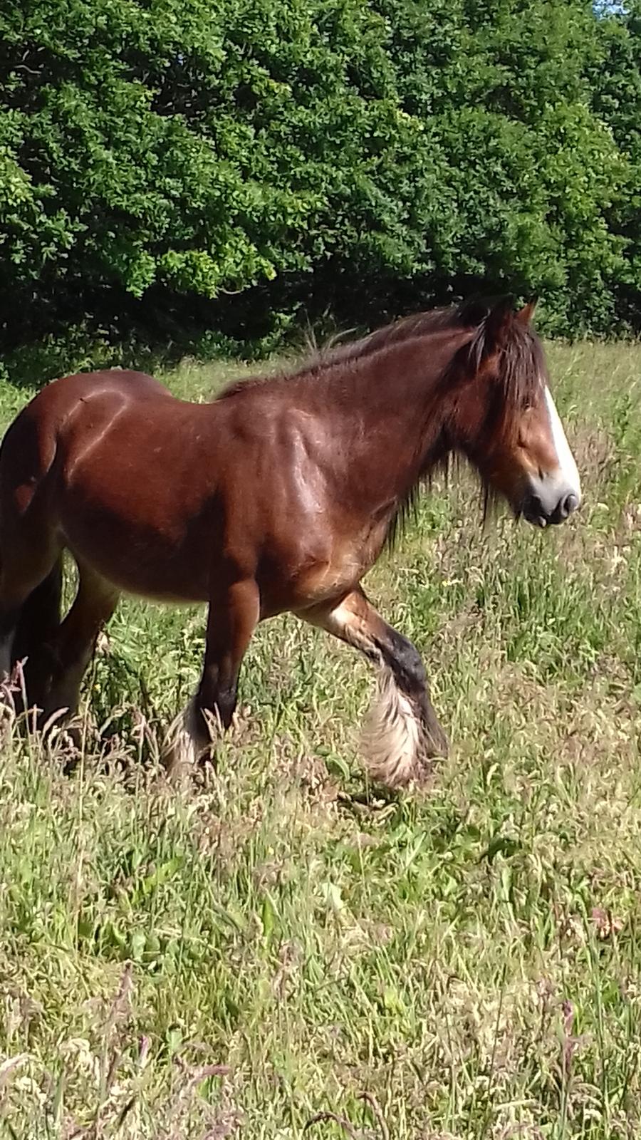 Irish Cob *Solgt* Lærkegaardens Ronan O'Riagain billede 4