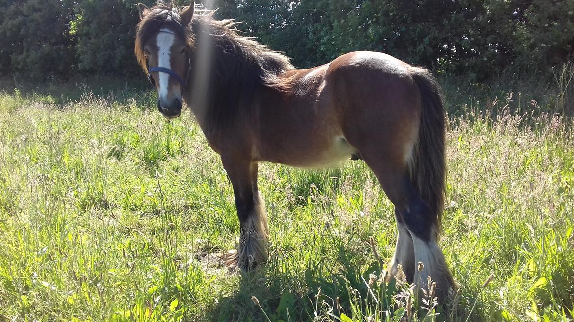 Irish Cob *Solgt* Lærkegaardens Ronan O'Riagain billede 6