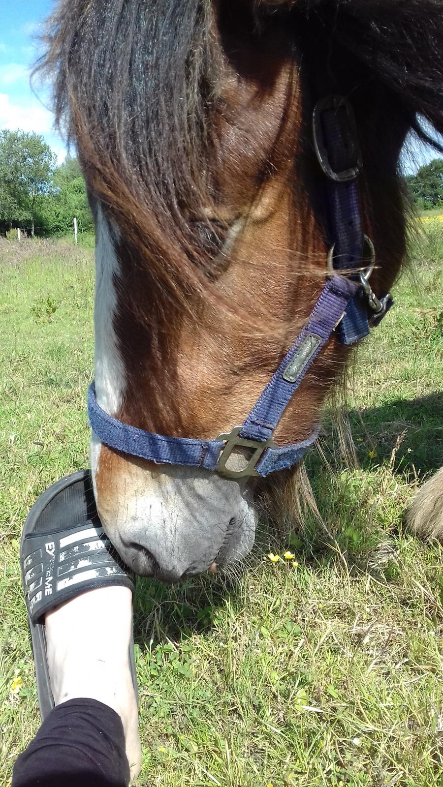 Irish Cob *Solgt* Lærkegaardens Ronan O'Riagain billede 7