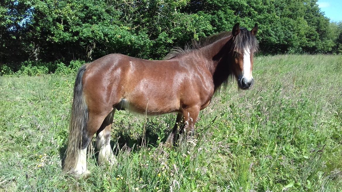 Irish Cob *Solgt* Lærkegaardens Ronan O'Riagain billede 5