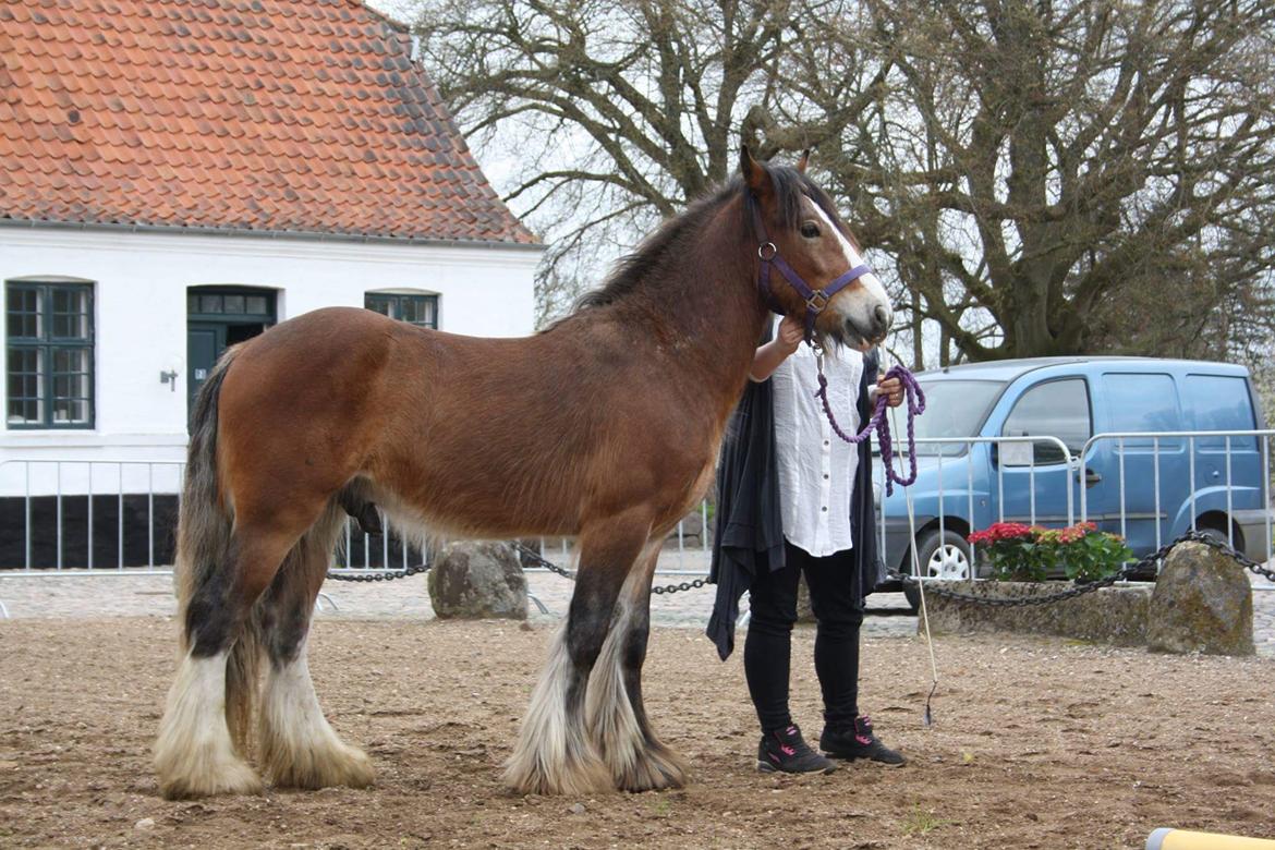 Irish Cob *Solgt* Lærkegaardens Ronan O'Riagain billede 8
