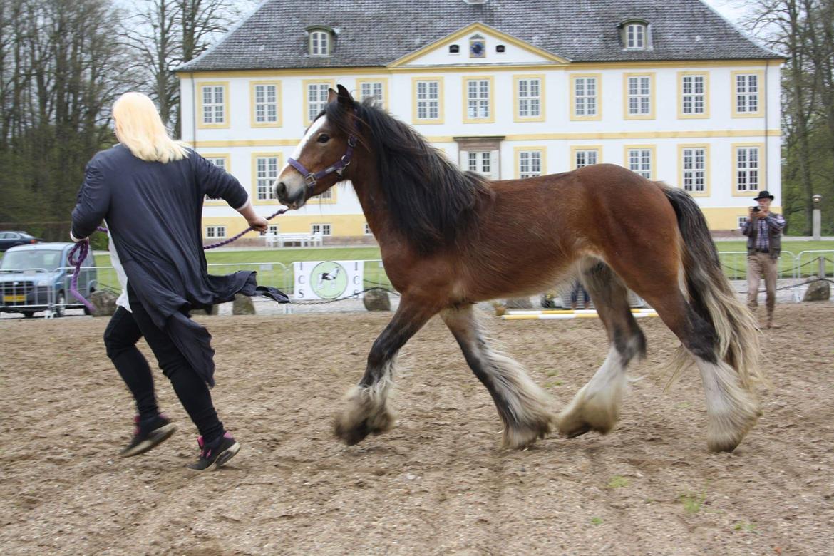 Irish Cob *Solgt* Lærkegaardens Ronan O'Riagain billede 9