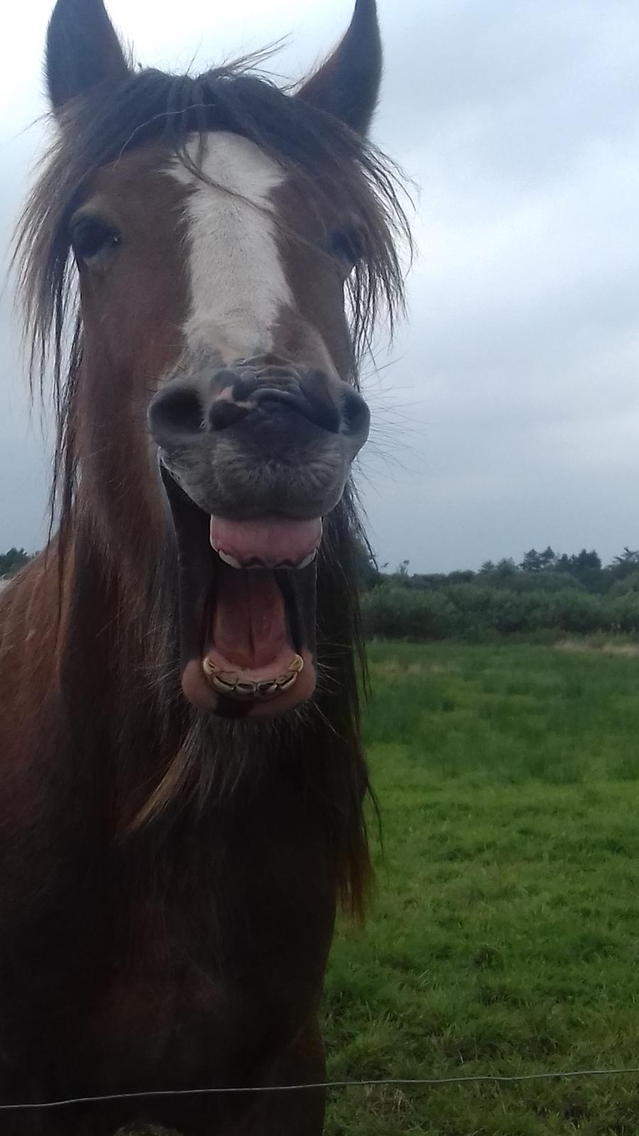 Irish Cob *Solgt* Lærkegaardens Ronan O'Riagain billede 13