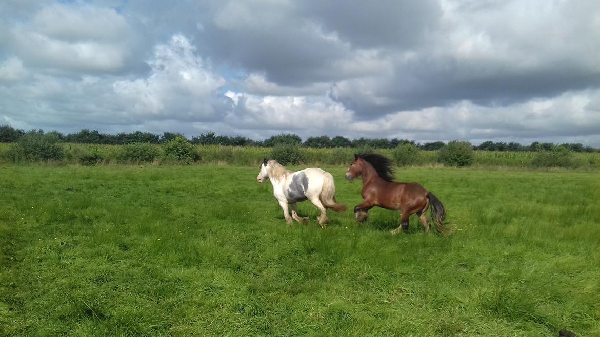 Irish Cob *Solgt* Lærkegaardens Ronan O'Riagain billede 10