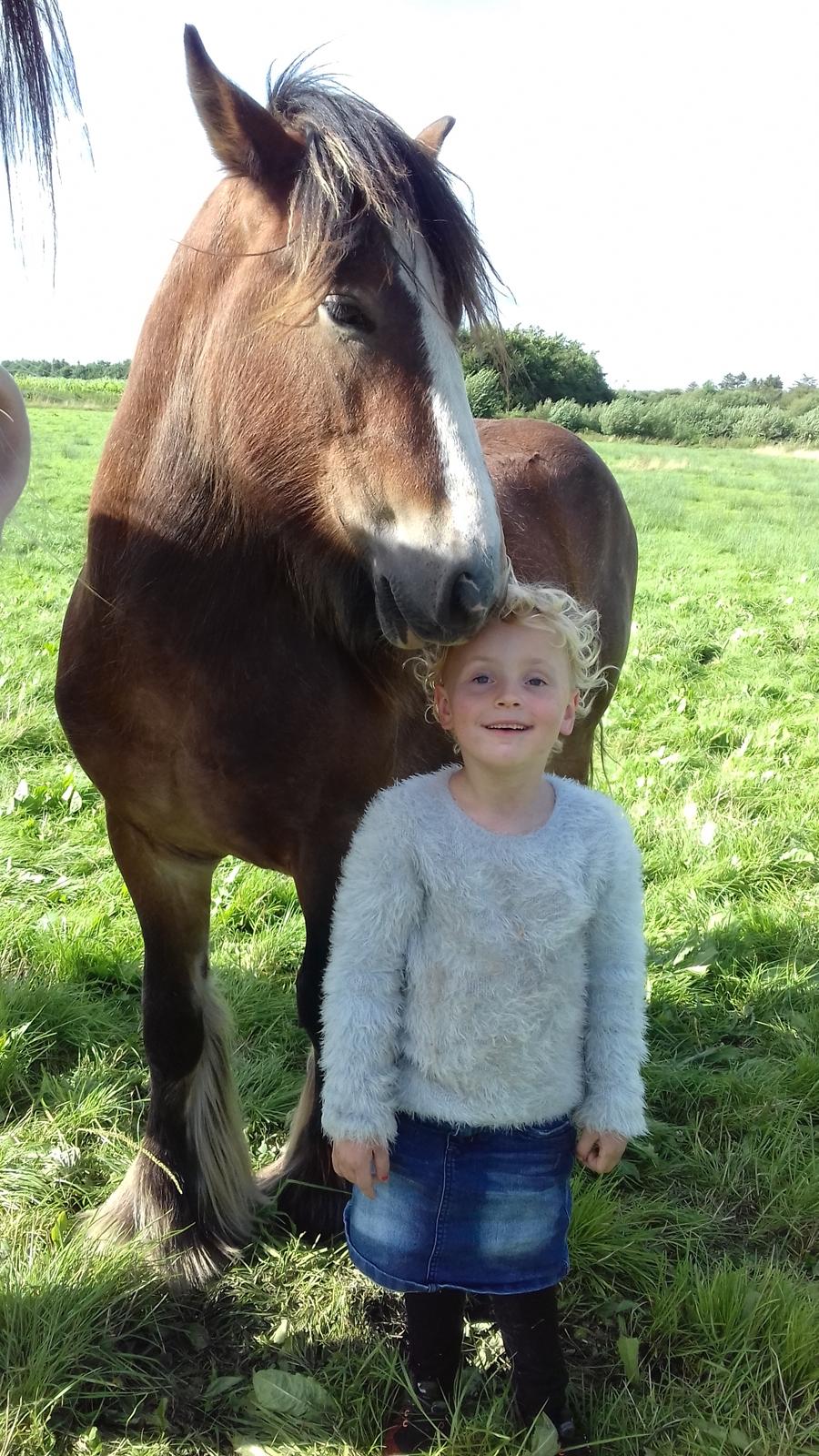 Irish Cob *Solgt* Lærkegaardens Ronan O'Riagain billede 11