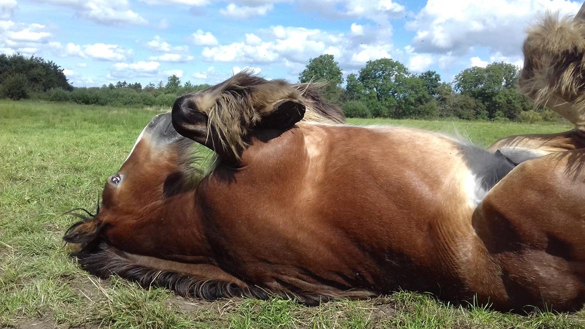 Irish Cob *Solgt* Lærkegaardens Ronan O'Riagain billede 12
