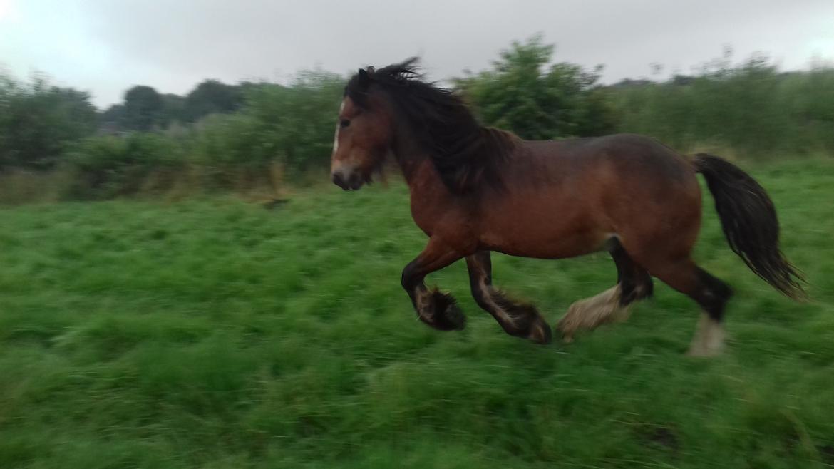 Irish Cob *Solgt* Lærkegaardens Ronan O'Riagain billede 15