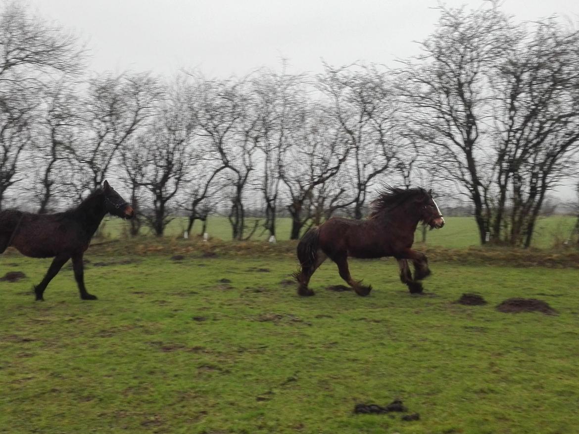 Irish Cob *Solgt* Lærkegaardens Ronan O'Riagain billede 17