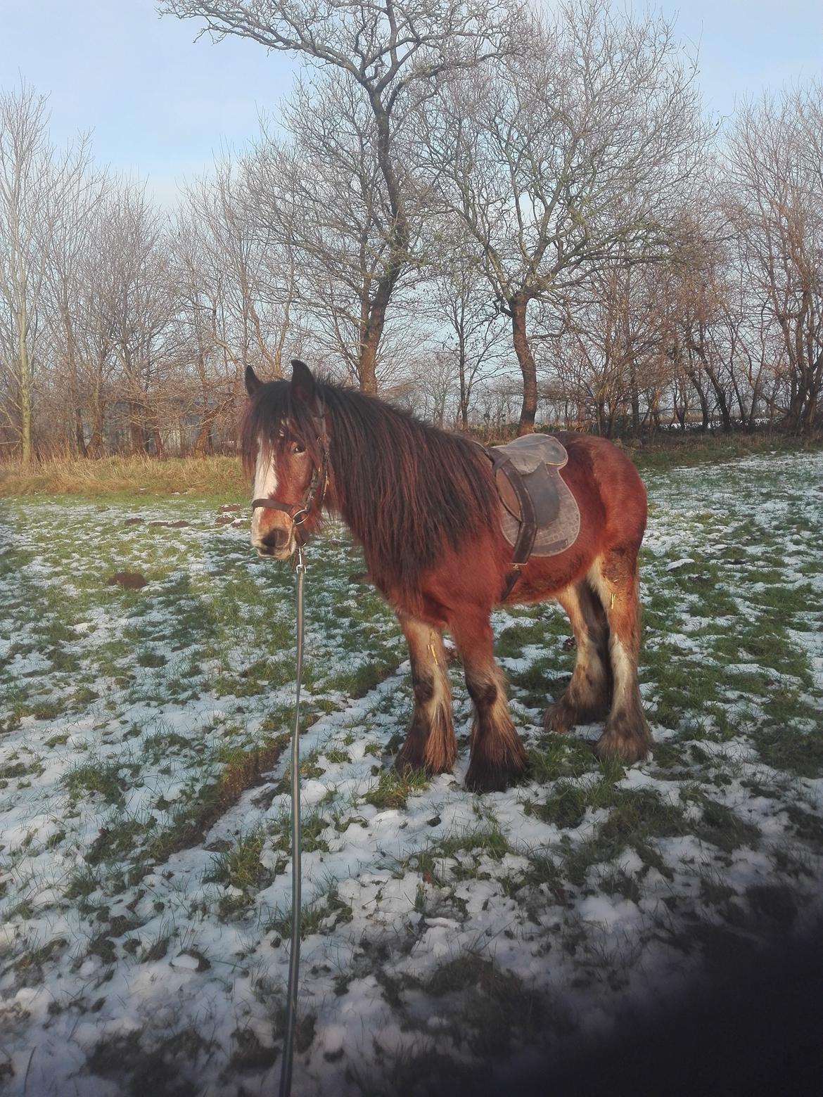 Irish Cob *Solgt* Lærkegaardens Ronan O'Riagain billede 14
