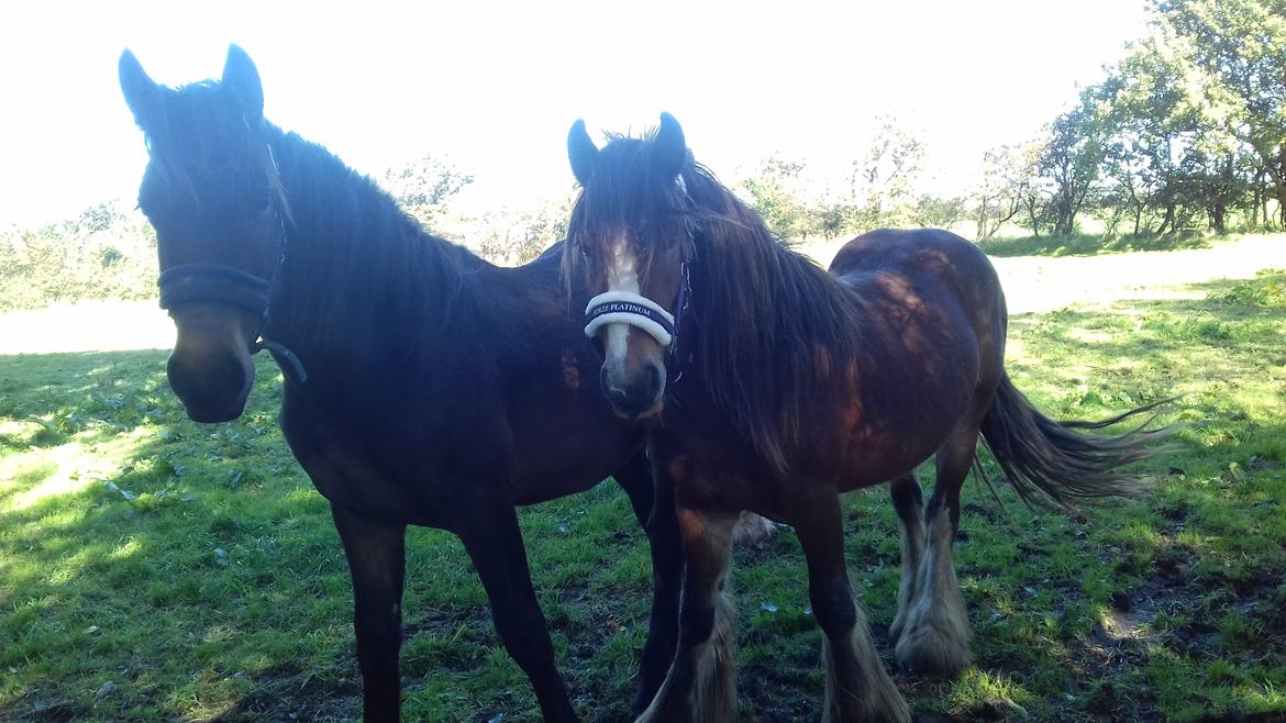 Irish Cob *Solgt* Lærkegaardens Ronan O'Riagain billede 18