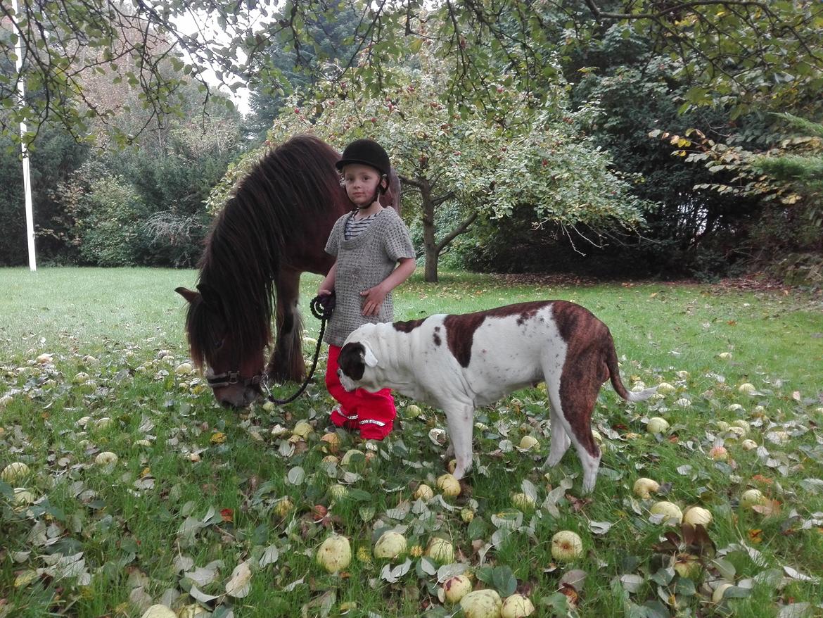 Irish Cob *Solgt* Lærkegaardens Ronan O'Riagain billede 16