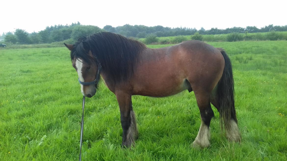 Irish Cob *Solgt* Lærkegaardens Ronan O'Riagain billede 19