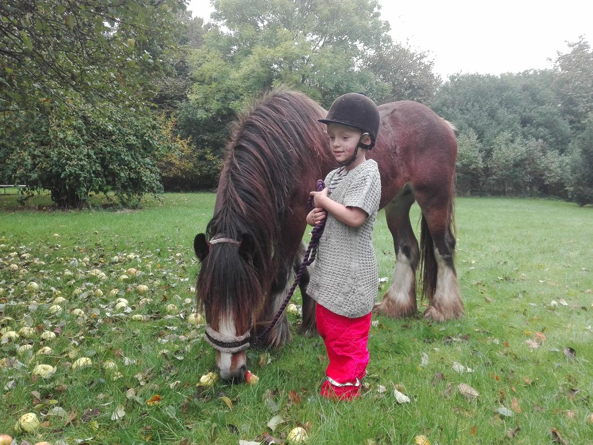 Irish Cob *Solgt* Lærkegaardens Ronan O'Riagain billede 20