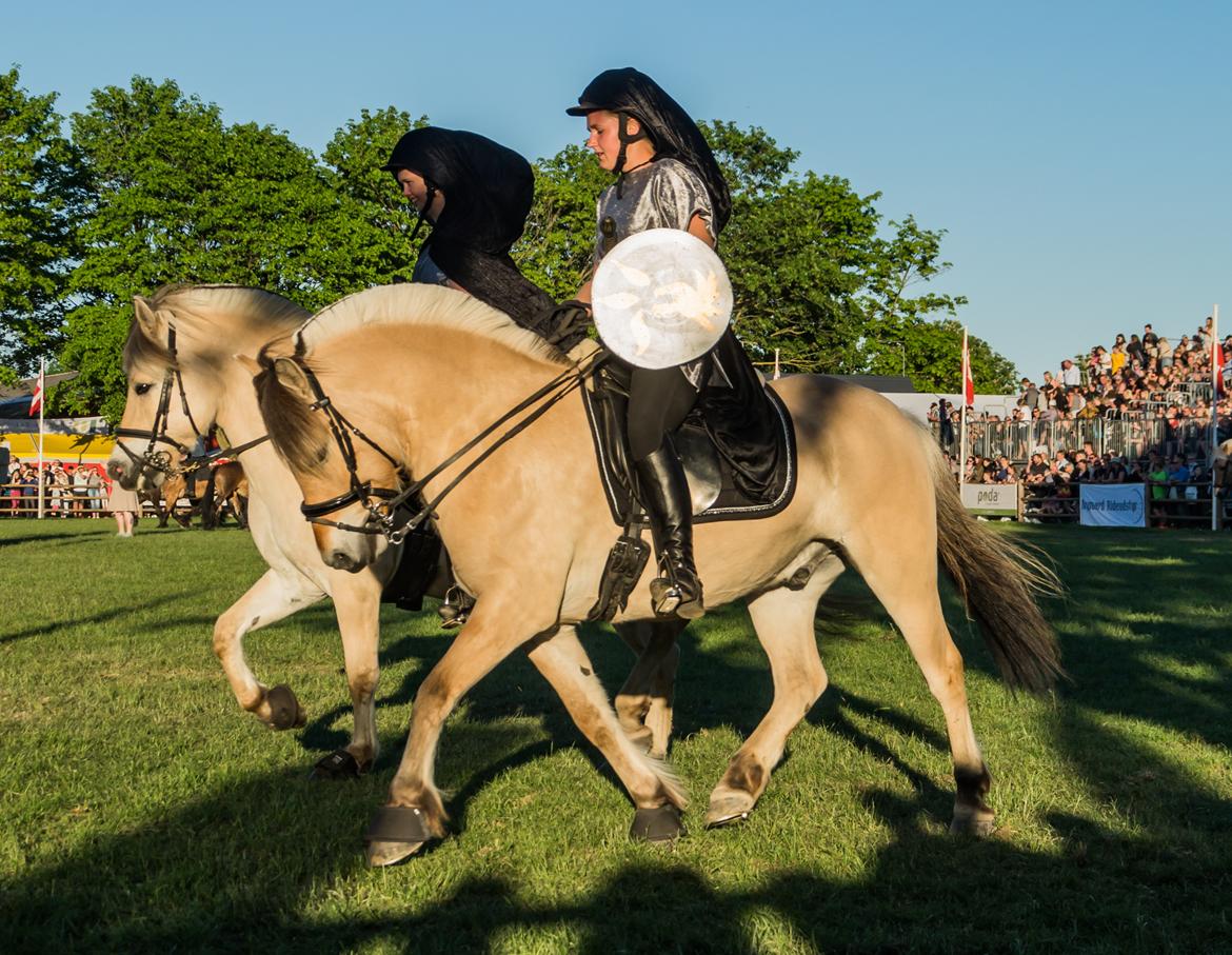 Fjordhest TOFTEGÅRDENS TJALFE - Roskilde dyrskue show 2017 billede 15