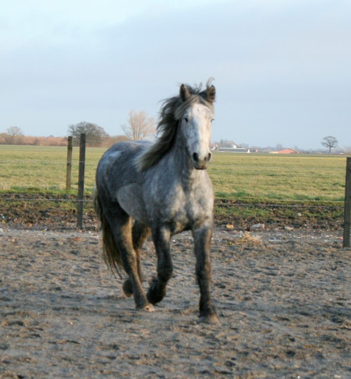 Schleswiger Ellinor (Stb navn Misha) billede 6