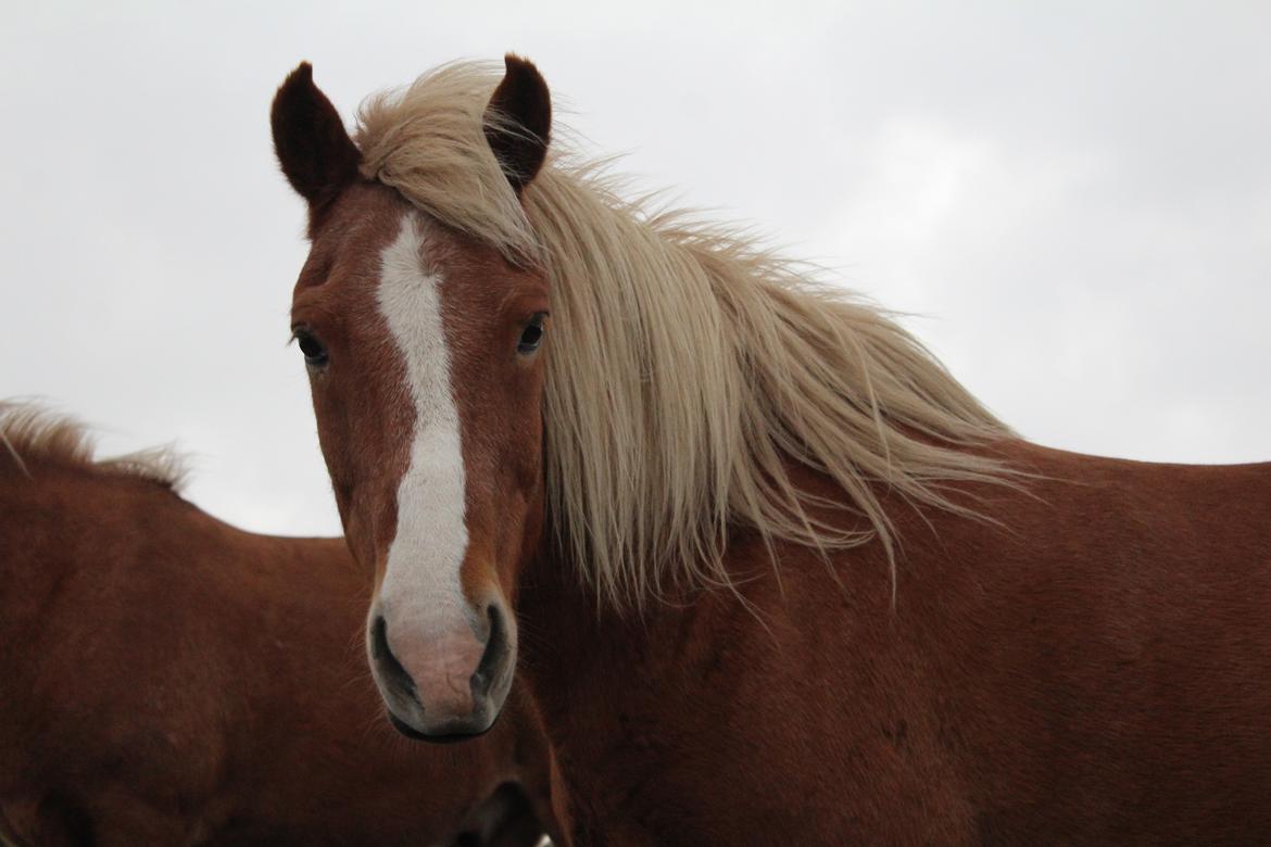 Islænder Reimar fra Skovvang - Smukke. <3 billede 4