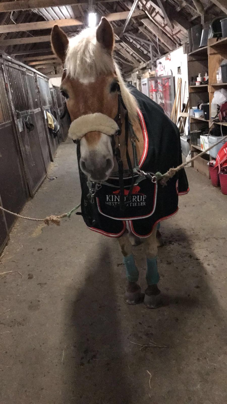 Anden særlig race Phillip (Fibse) billede 22