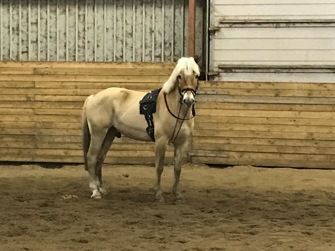 Anden særlig race Phillip (Fibse) billede 24