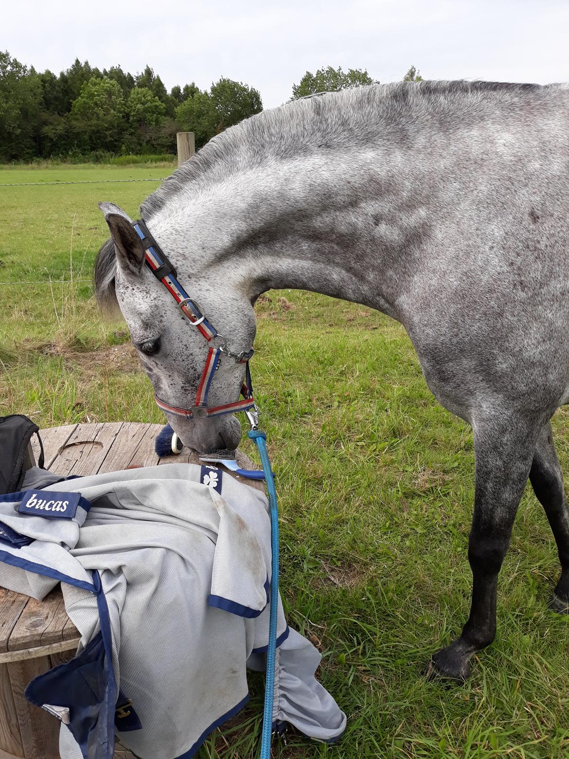 Pura Raza Española BS Adora billede 21