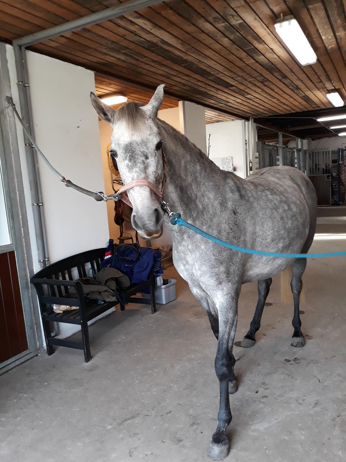 Pura Raza Española BS Adora billede 22