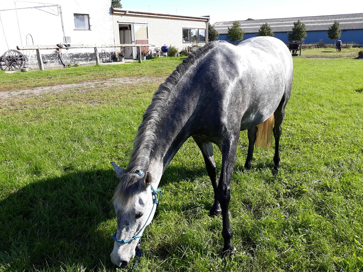 Pura Raza Española BS Adora billede 23