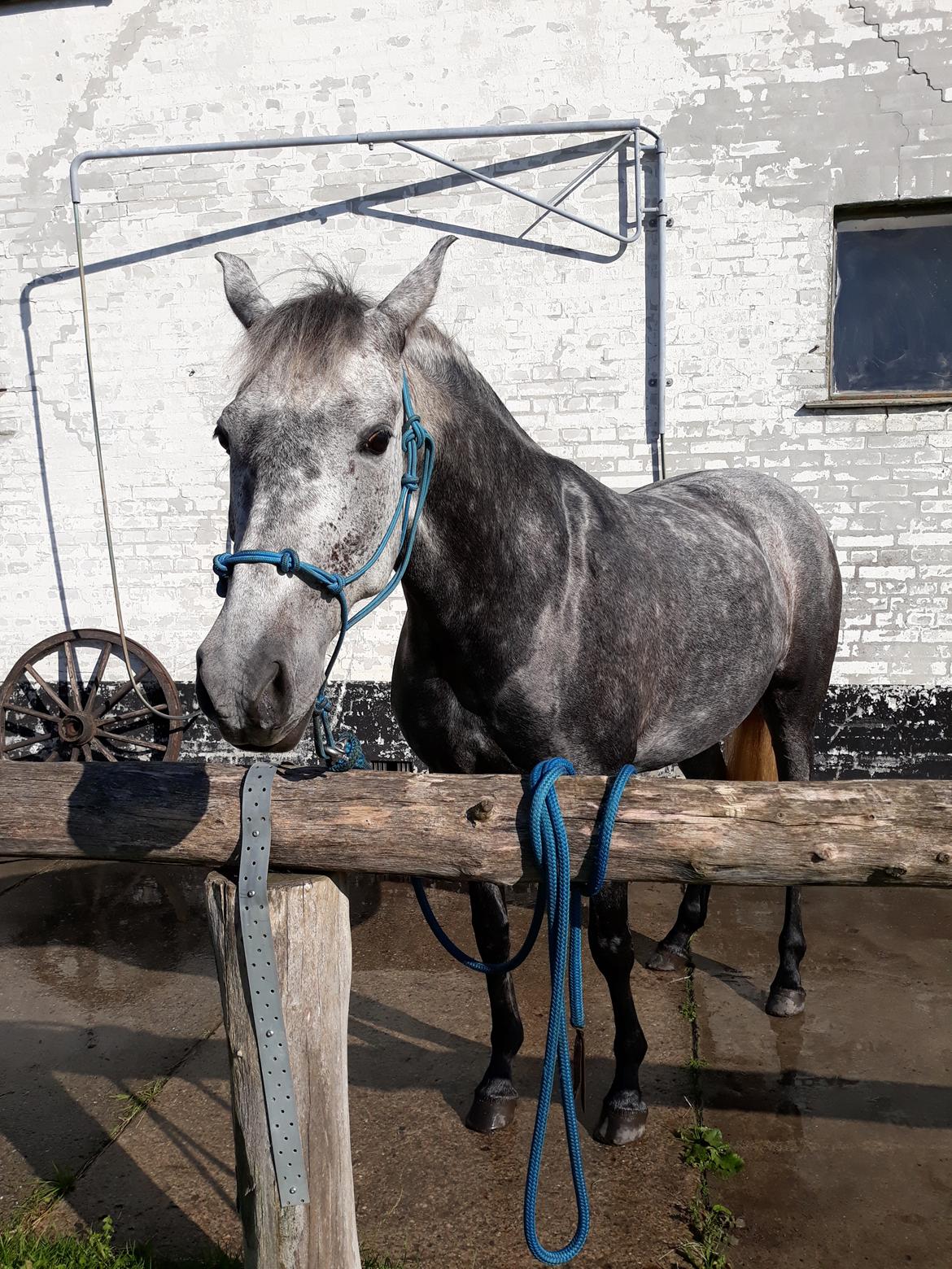 Pura Raza Española BS Adora billede 24