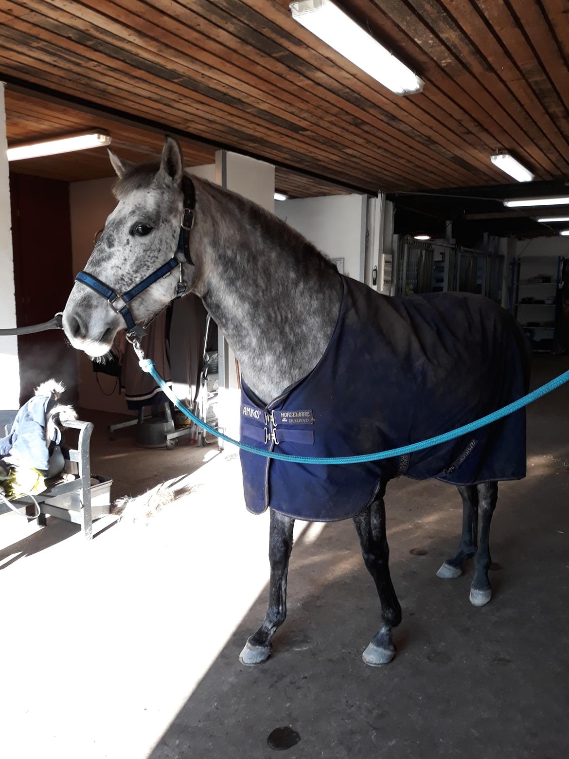 Pura Raza Española BS Adora billede 25