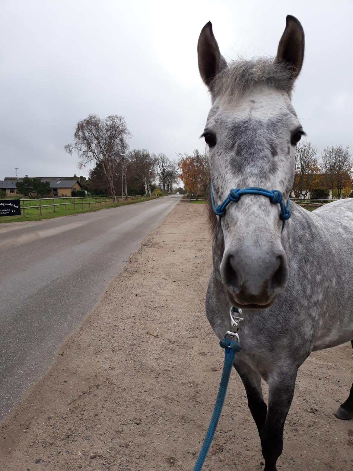 Pura Raza Española BS Adora billede 26