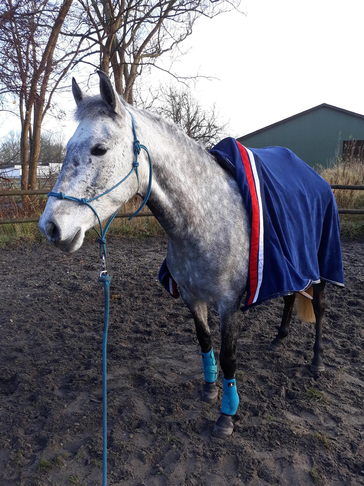 Pura Raza Española BS Adora billede 27