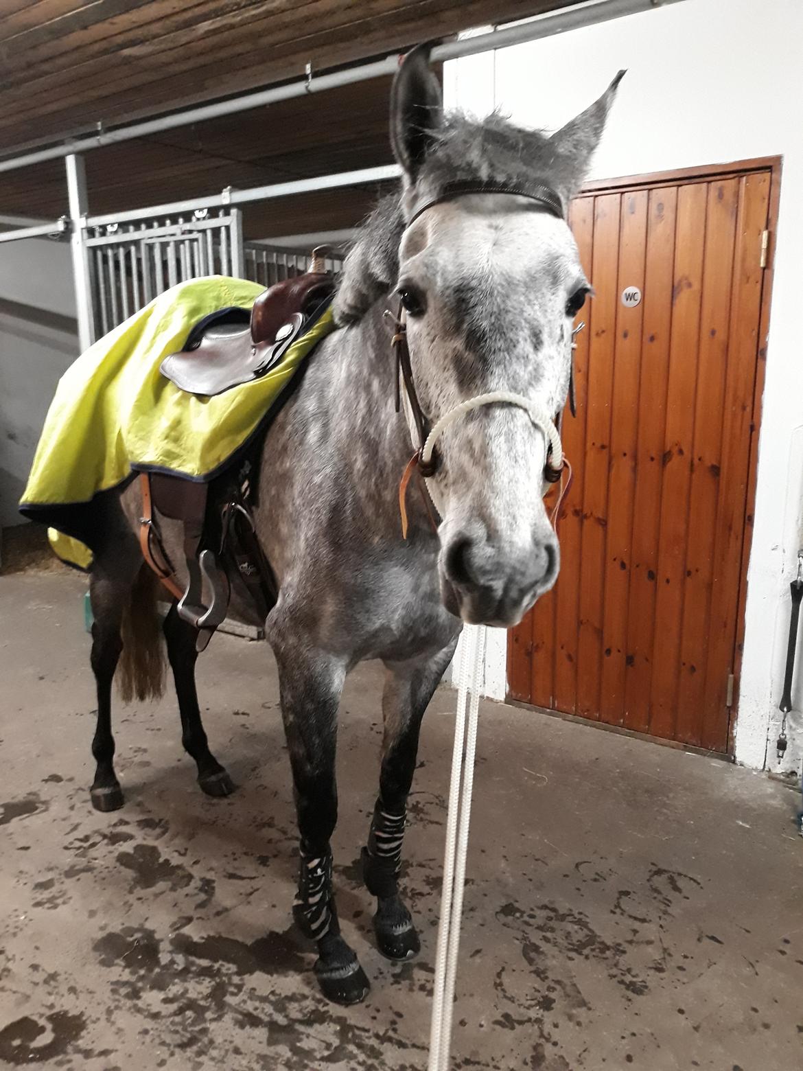 Pura Raza Española BS Adora billede 28