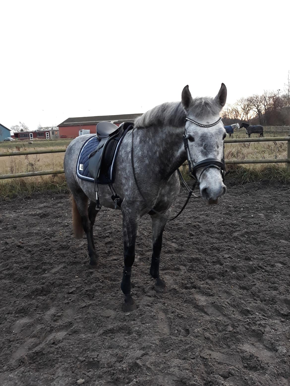 Pura Raza Española BS Adora billede 29