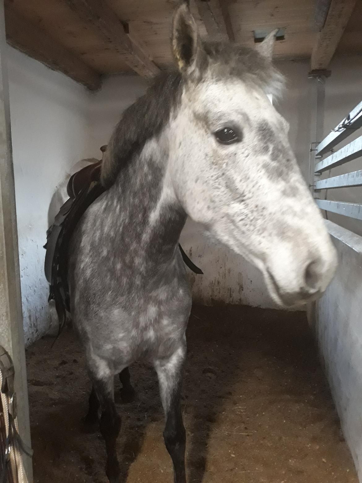 Pura Raza Española BS Adora billede 30