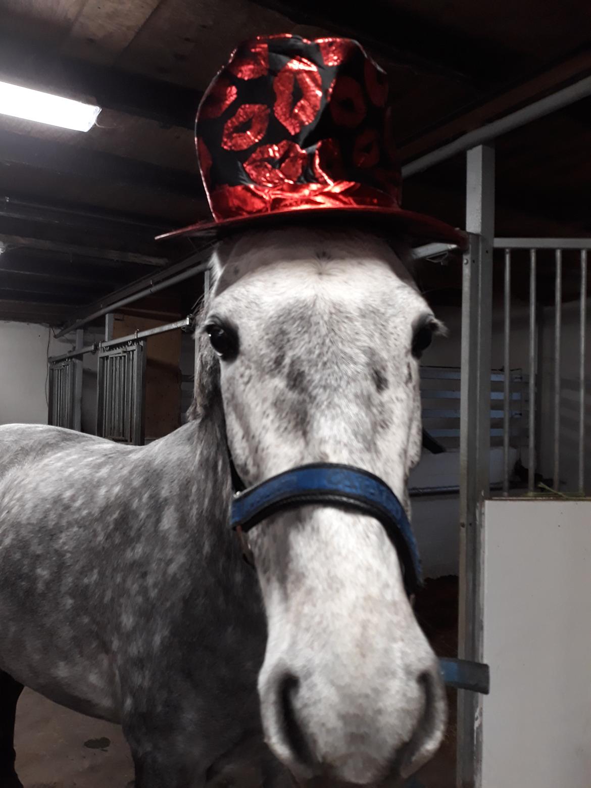 Pura Raza Española BS Adora billede 31